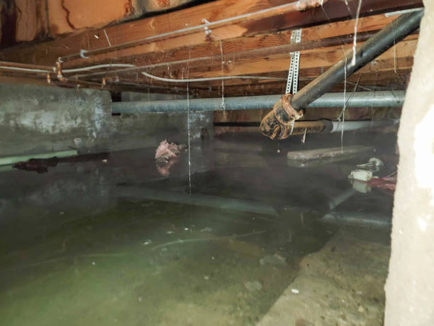 Best Professional water damage repair  in Montpelier, ID